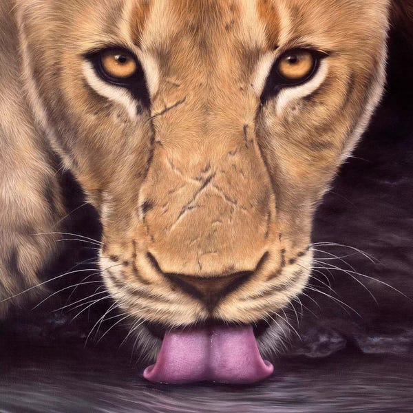 Rachel Stribbling: African Lioness Face by Rachel Stribbling