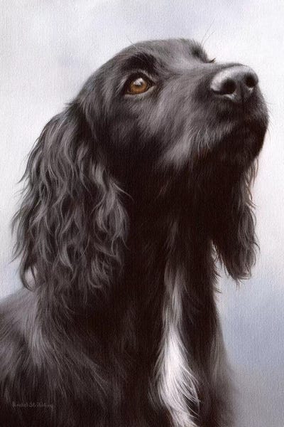 Cocker Spaniel by Rachel Stribbling framed wall art