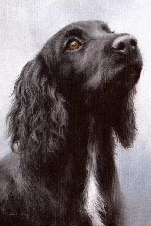 Cocker Spaniel by Rachel Stribbling wall art