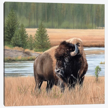 American Bison Landscape Canvas Print #SLG62} by Rachel Stribbling Canvas Wall Art