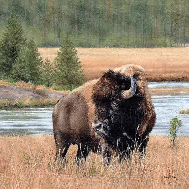 American Bison Landscape