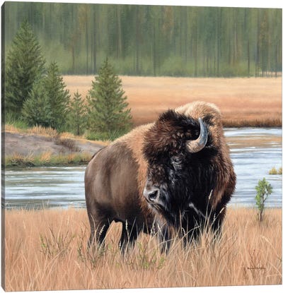 American Bison Landscape Canvas Art Print - Bison & Buffalo Art