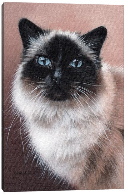 Birman Canvas Art Print - Siamese Cat Art
