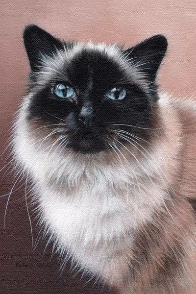 Rachel Stribbling: Birman by Rachel Stribbling