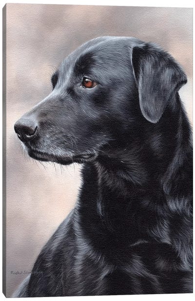 Black Labrador Canvas Art Print - Labrador Retriever Art