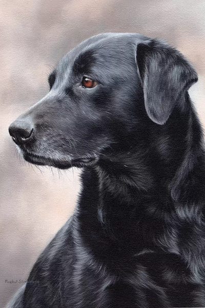 Rachel Stribbling: Black Labrador II by Rachel Stribbling