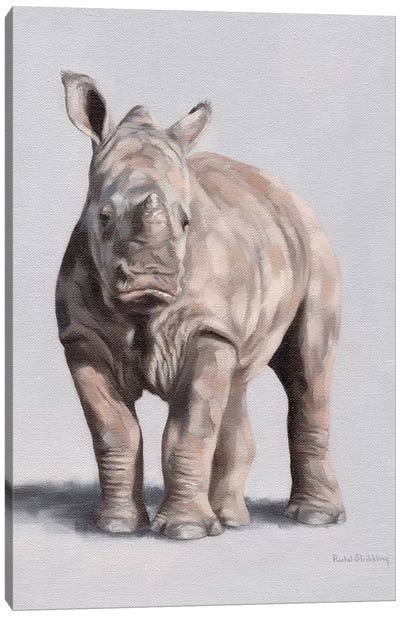 Daisy Canvas Art Print - Rhinoceros Art