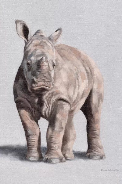 Rhinoceroses: Daisy by Rachel Stribbling