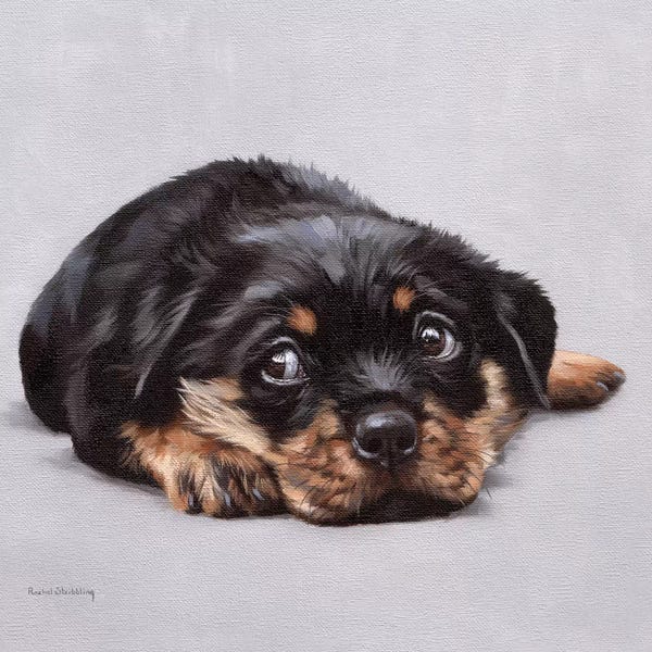 Rottweilers: Dexter by Rachel Stribbling