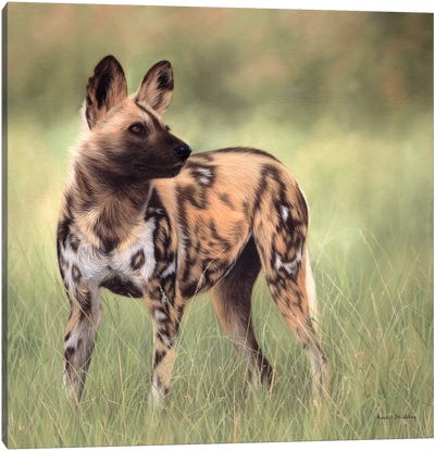 African Wild Dog Canvas Art Print - Wildlife Conservation Art