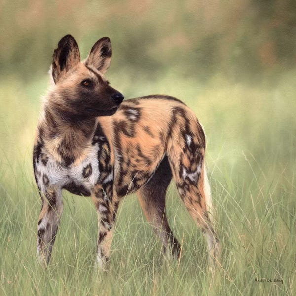 Fine Art Safari: African Wild Dog by Rachel Stribbling