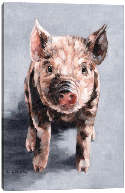 Frankie Canvas Art Print - Pig Art
