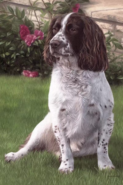 Rachel Stribbling: Springer Spaniel In A Garden by Rachel Stribbling