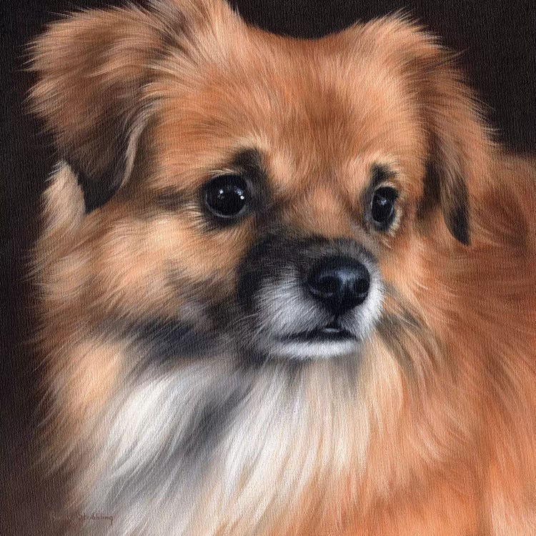 Tibetan Spaniel Portrait