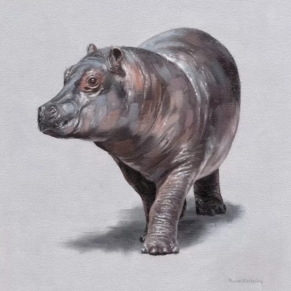 Hippopotamuses: Wilma by Rachel Stribbling