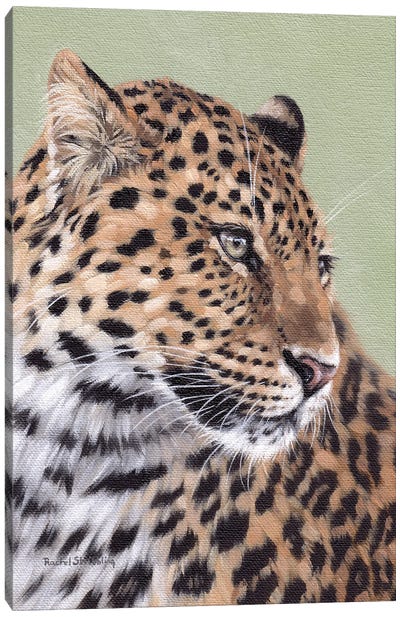 Leopard Canvas Art Print - Rachel Stribbling