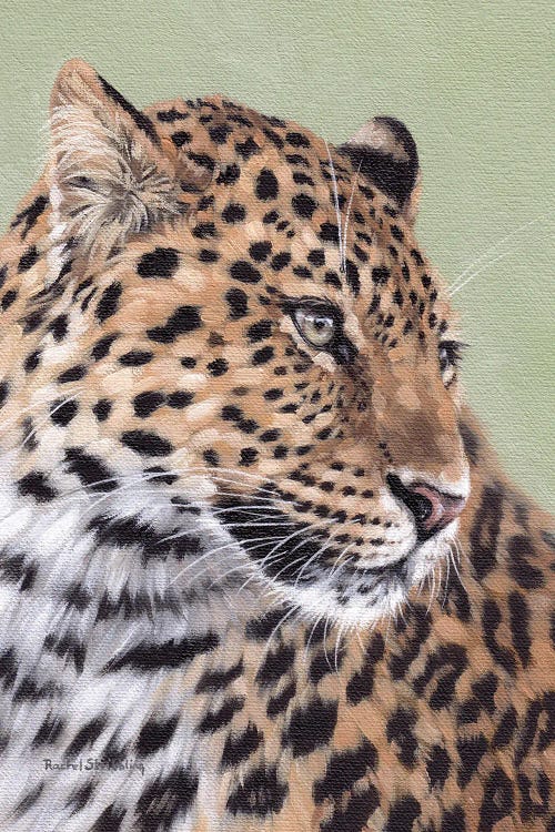 Leopard by Rachel Stribbling wall art