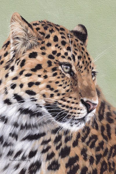 Leopards: Leopard by Rachel Stribbling