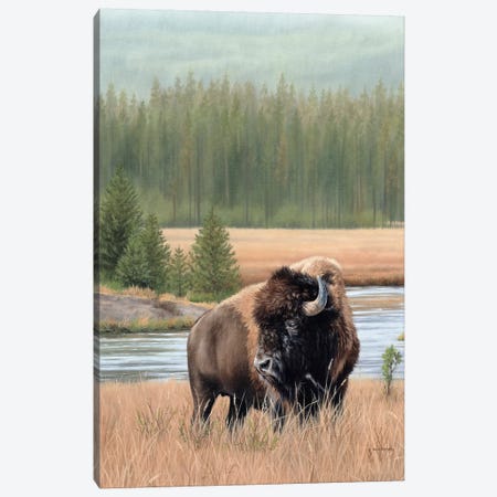 American Bison Canvas Print #SLG7} by Rachel Stribbling Canvas Artwork