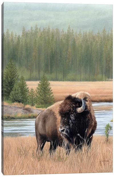 American Bison Canvas Art Print - Rachel Stribbling
