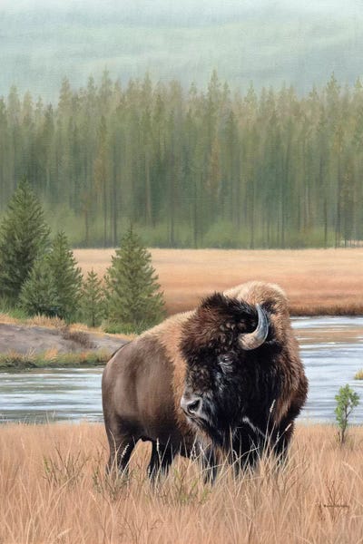 Animal Lover: American Bison by Rachel Stribbling