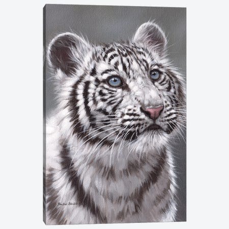 White Tiger Cub Canvas Print #SLG80} by Rachel Stribbling Canvas Artwork