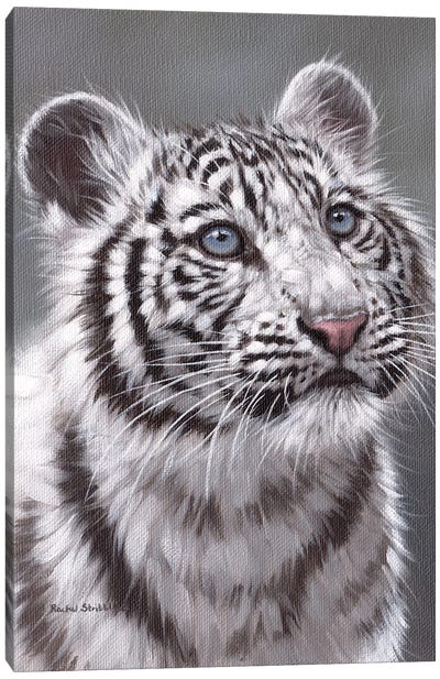 White Tiger Cub Canvas Art Print - Rachel Stribbling