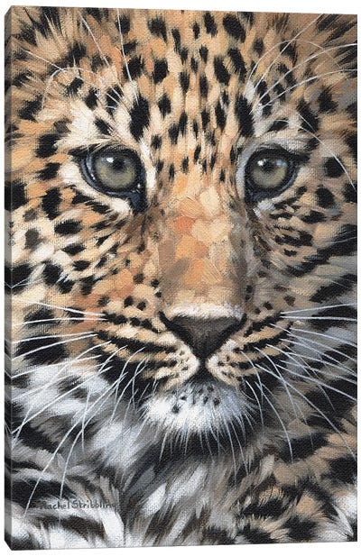 Leopard Cub Canvas Art Print - Rachel Stribbling