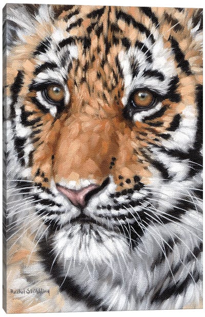 Tiger Cub Canvas Art Print - Rachel Stribbling