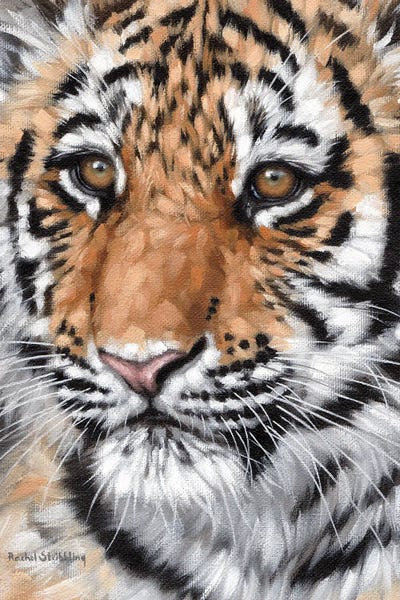 Rachel Stribbling: Tiger Cub by Rachel Stribbling