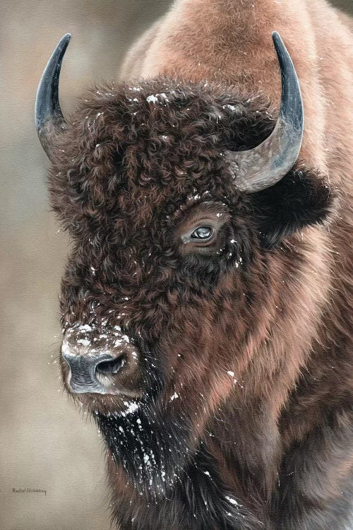 American Bison Portrait