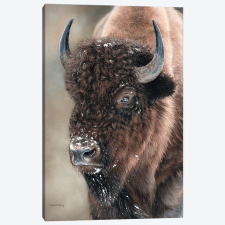 American Bison Portrait Canvas Print #SLG8} by Rachel Stribbling Canvas Print