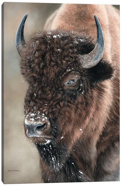 American Bison Portrait Canvas Art Print - Photorealism Art
