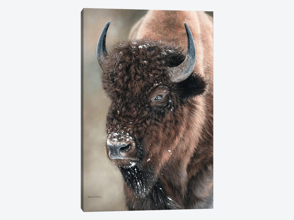 American Bison Portrait by Rachel Stribbling 1-piece Canvas Artwork
