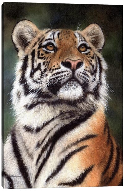 Amur Tiger Canvas Art Print - Rachel Stribbling
