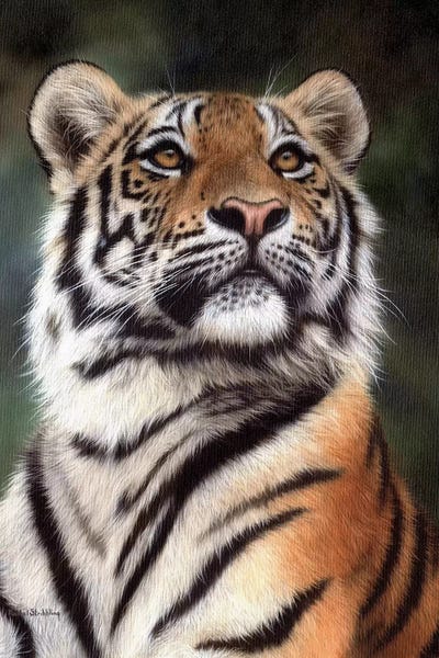 Rachel Stribbling: Amur Tiger by Rachel Stribbling