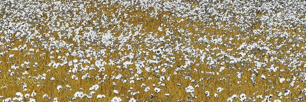 Shelley Lake: Fields of Gold by Shelley Lake