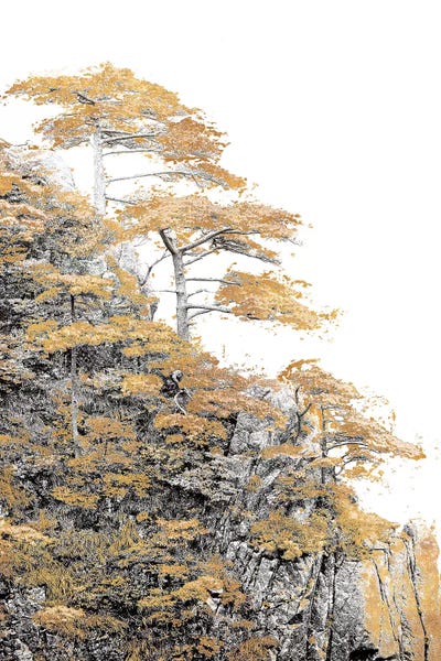 Immortal Pine by Shelley Lake framed wall art