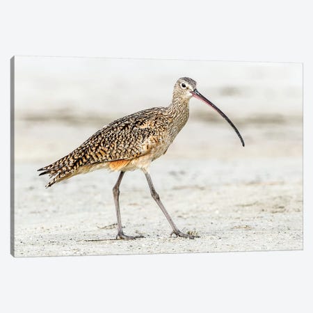 Long Billed Curlew Canvas Print #SLK28} by Shelley Lake Canvas Wall Art