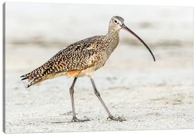 Long Billed Curlew Canvas Art Print