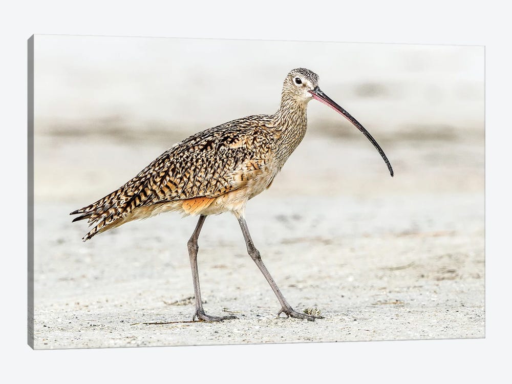 Long Billed Curlew by Shelley Lake 1-piece Canvas Artwork