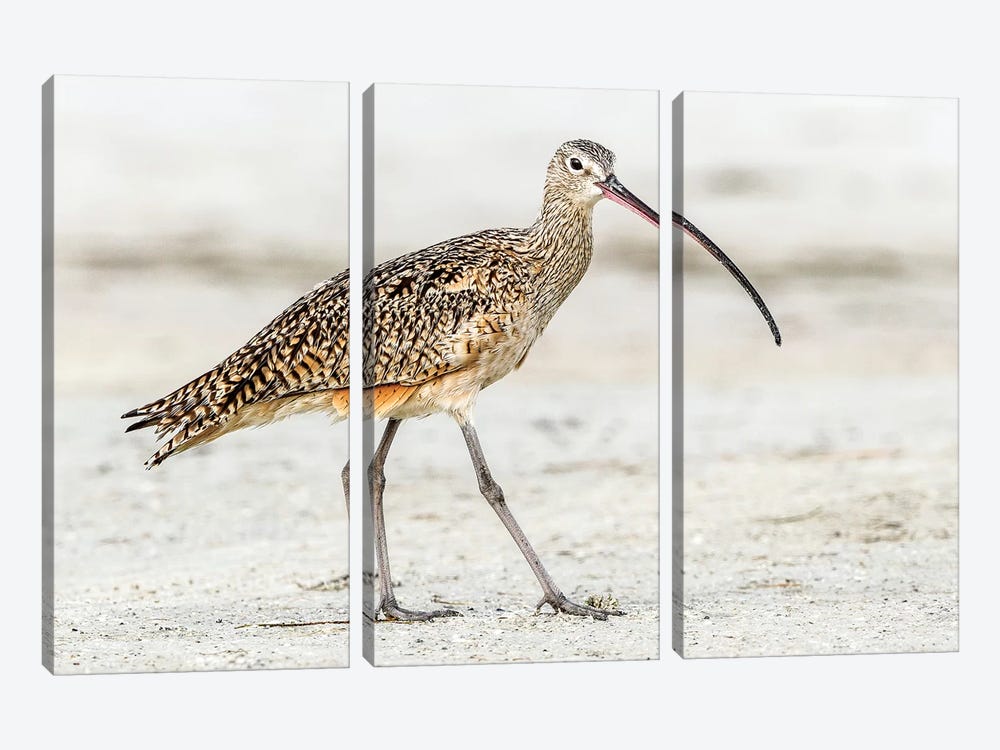 Long Billed Curlew by Shelley Lake 3-piece Canvas Art