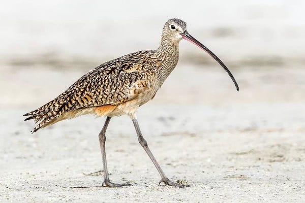 Shelley Lake: Long Billed Curlew by Shelley Lake
