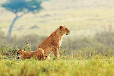 A Lion's Tail by Shelley Lake framed wall art