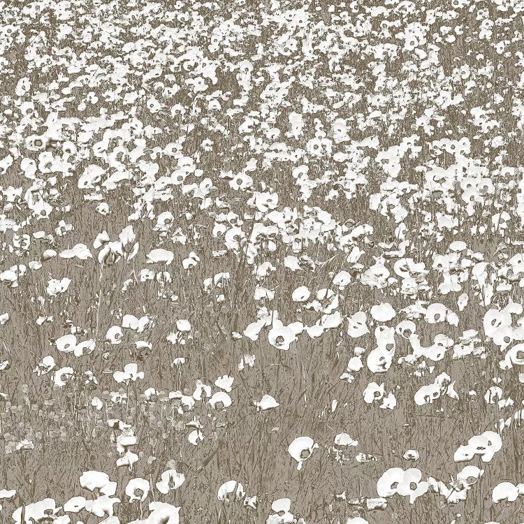 Neutral Fields by Shelley Lake wall art