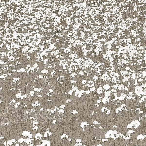 Shelley Lake: Neutral Fields by Shelley Lake