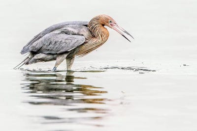 Reddish Egret by Shelley Lake art print