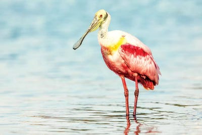 Roseatte Spoonbill by Shelley Lake canvas print