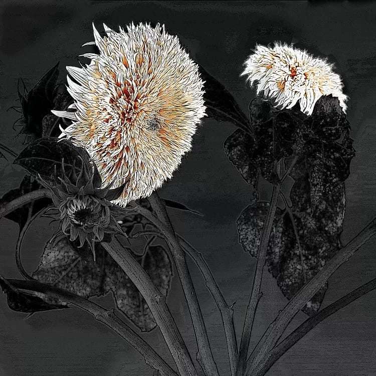 Sunflowers I by Shelley Lake wall art