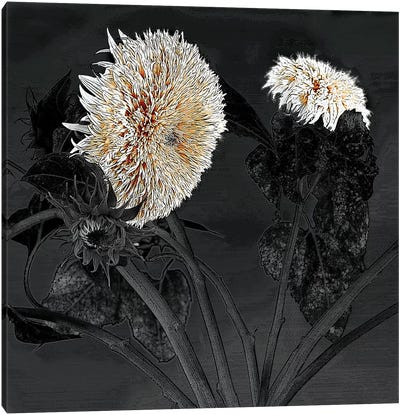 Sunflowers I Canvas Art Print